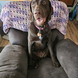 On My Side Kennels - Remi is 11 months old.  I got her from On My Side Kennels.