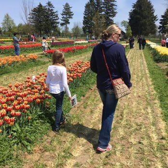 Veldheer's - Rows of tulips. - Nurseries & Gardening Near Me - Holland, Michigan