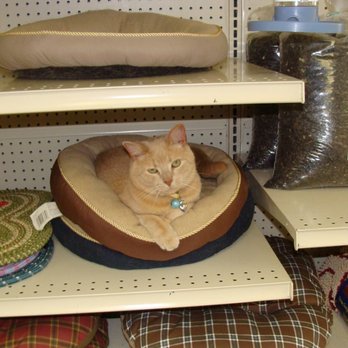 Pet Parlor - Loki's Bed (So he isn't tempted to try out the ones for sale! ) - Pet Stores Near Me - New Castle, Pennsylvania Pet Parlor - Loki's Bed (So he isn't tempted to try out the ones for sale! ) - Pet Stores Near Me - New Castle, Pennsylvania