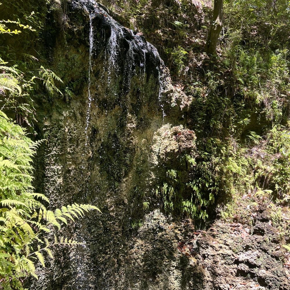 Falling Waters State Park - Waterfall - Parks Near Me - Chipley, Florida Falling Waters State Park - Waterfall - Parks Near Me - Chipley, Florida