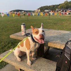 Chromatic K9