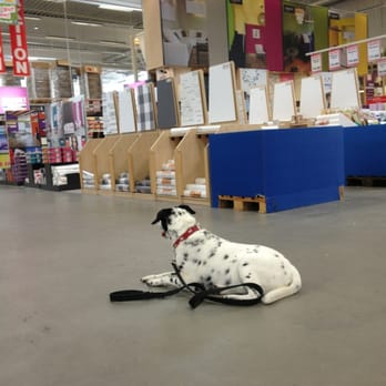 Hellweg - Lizzy, the Queen of Cool. #dogblogging #timages Enjoy. - Building Supplies Near Me - Ahaus, NW
