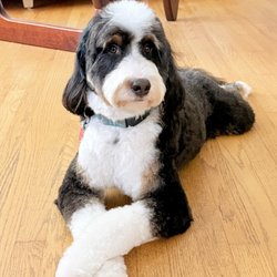Scrubbers Dog Wash - Royal Oak - Bennett the Bernadoodle!