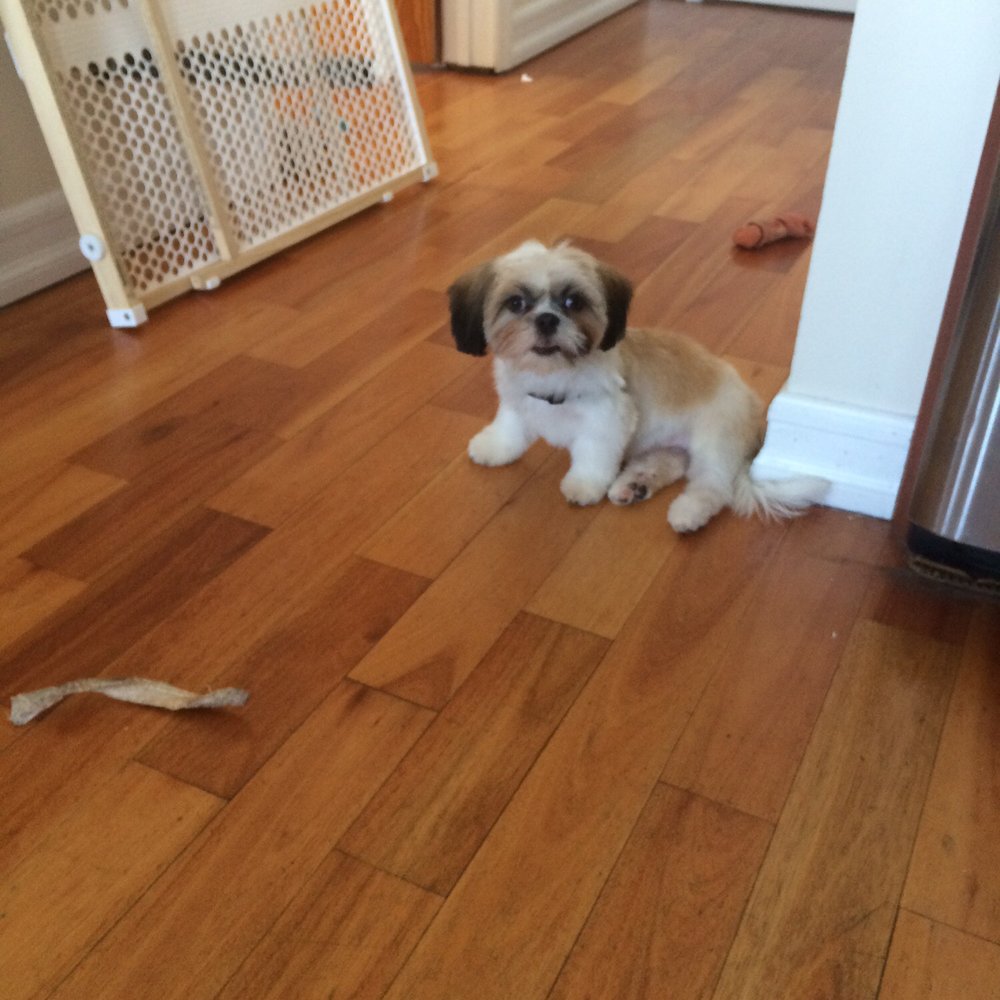 Paws In Paradise - Pet Groomers Near Me - Brooklyn, New York Paws In Paradise - Pet Groomers Near Me - Brooklyn, New York