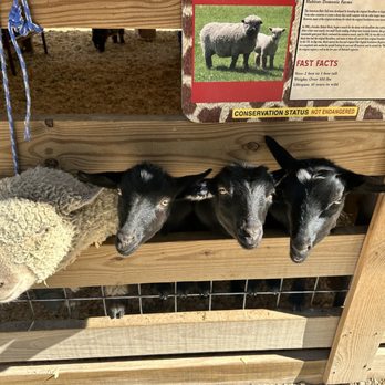 Sunrise Beach Safari - A sheep (as indicated by the sign) and some adorable goats. - Petting Zoos Near Me - Sunrise Beach, Missouri Sunrise Beach Safari - A sheep (as indicated by the sign) and some adorable goats. - Petting Zoos Near Me - Sunrise Beach, Missouri