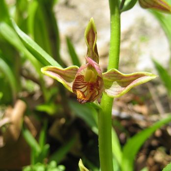 Naturalist For You - Stream orchid. - Hiking Near Me - Orange, California Naturalist For You - Stream orchid. - Hiking Near Me - Orange, California