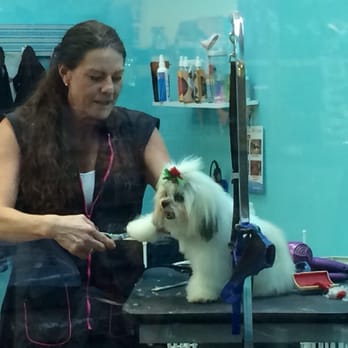 Bark Life - Sally received her best haircut yet. Thank you Karen for a job well done! - Pet Stores Near Me - Seminole, Florida