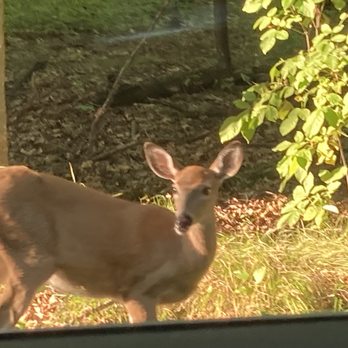father hennepin state park - Deer next to the road - Campgrounds Near Me - Isle, Minnesota