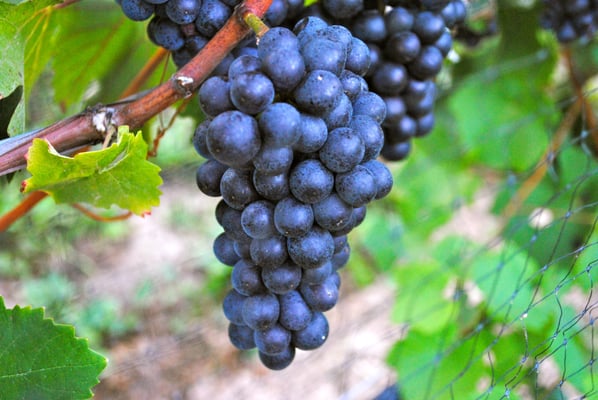 Red Tail Ridge Winery by null