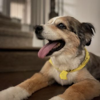 Embrace Wellness Animal Clinic - Veterinarians Near Me - Prosper, Texas Embrace Wellness Animal Clinic - Veterinarians Near Me - Prosper, Texas