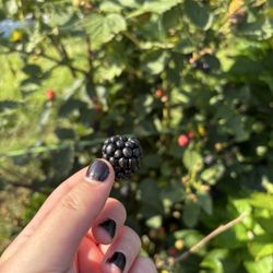 Kelley's Berry Farm
