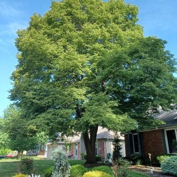 Rubio Tree Service - Tree Services Near Me Rubio Tree Service - Tree Services Near Me