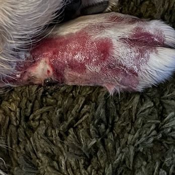 Camarosa Veterinary Clinic - Damaged foot - Veterinarians Near Me - Camarillo, California Camarosa Veterinary Clinic - Damaged foot - Veterinarians Near Me - Camarillo, California