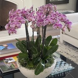 Plant Colony - Interior Plant Service - Orchid Arrangements For Your Home or Workspace.