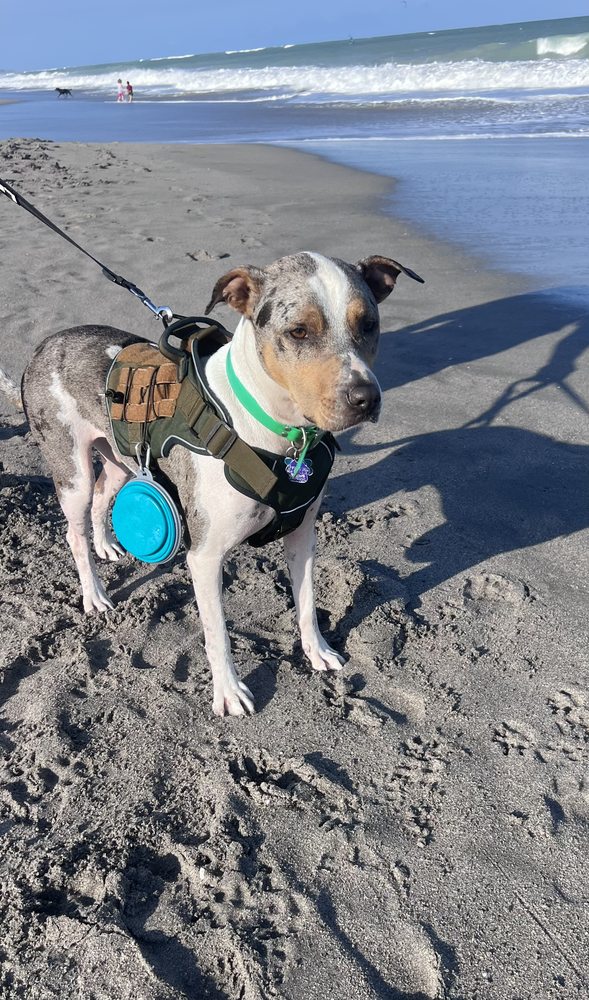 A Pet's Home Away From Home - pet boarding facility in Lighthouse Point, FL