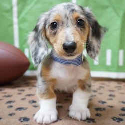 Petland Racine - pet store racine