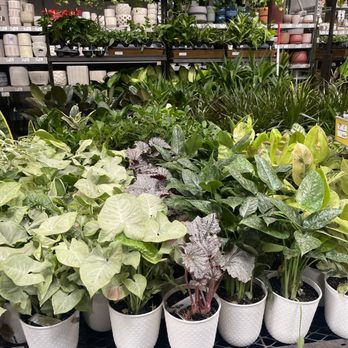 Lowe's Home Improvement - Indoor plants - Hardware Stores Near Me - Hawthorne, California