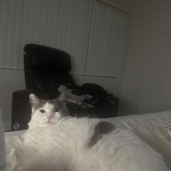 Apple Valley Animal Services Department - My beautiful senior snowy she loves to cuddle - Animal Shelters Near Me - Apple Valley, California Apple Valley Animal Services Department - My beautiful senior snowy she loves to cuddle - Animal Shelters Near Me - Apple Valley, California