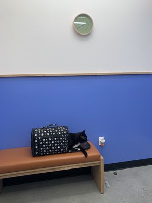 Modern Animal by null