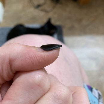 Envy Nails & Spa - Another angle showing that my natural nail is totally separate from the tip. - Nail Salons Near Me - Austin, Texas Envy Nails & Spa - Another angle showing that my natural nail is totally separate from the tip. - Nail Salons Near Me - Austin, Texas