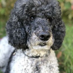 Cosmopawlitan - Standard Poodle