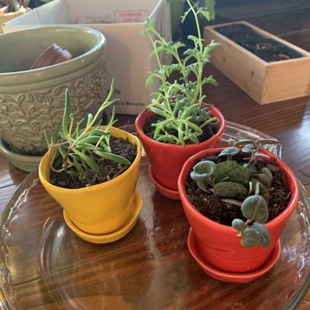 Reese's Plants - Cutie pots came from Reese's! - Nurseries & Gardening Near Me - Blythewood, South Carolina