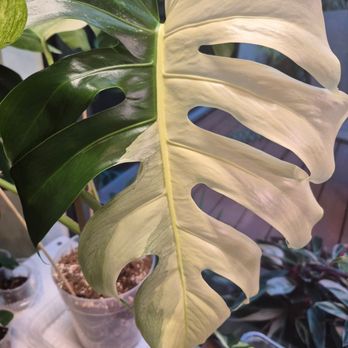 Case Botanicals - Nurseries & Gardening Near Me - Thousand Oaks, California