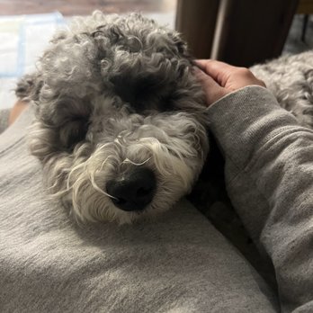 Paw Haven Puppies - Snuggle time - Pet Breeders Near Me Paw Haven Puppies - Snuggle time - Pet Breeders Near Me