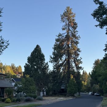 Timber Stand Improvement - Tree Services Near Me Timber Stand Improvement - Tree Services Near Me