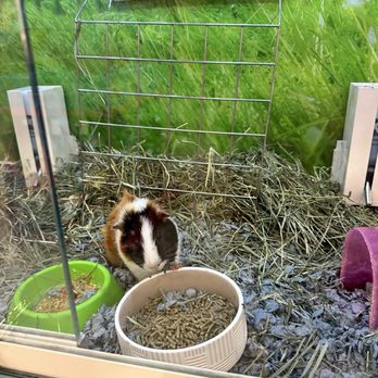 PetSmart - Pet Stores Near Me - Upland, California