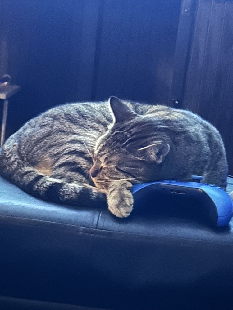 Ella's House and Pet Sitting Image