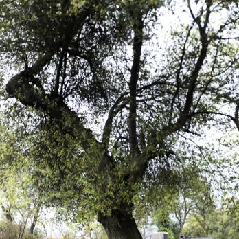Eddy's Tree Service - Before - Tree Services Near Me