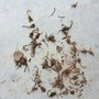 Photo of Chandler Pest Control