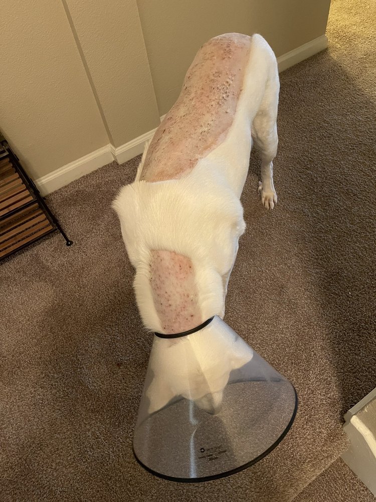 BIRD DOG & CAT FISH Updated August 2024 91 Photos & 36 Reviews