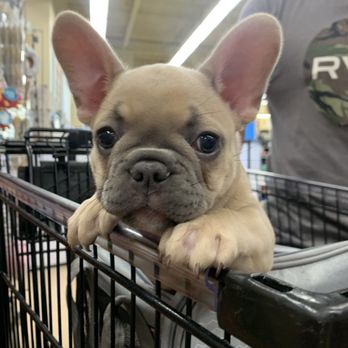Petco - Pet Training Near Me - Kailua Kona, Hawaii