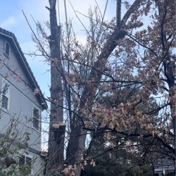 Myers Brothers Tree Care - Cottonwood tree removal, half way complete.