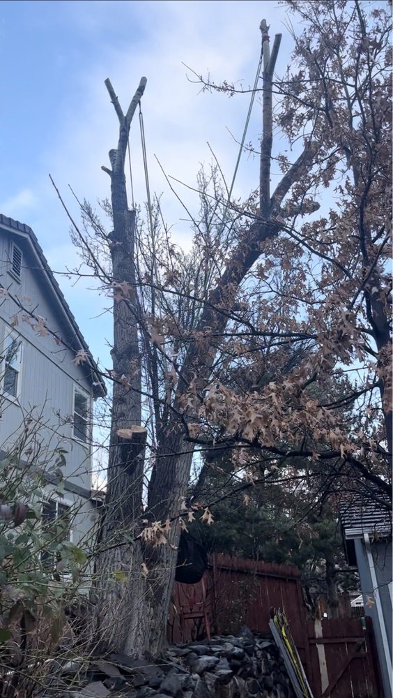 MYERS BROTHERS TREE CARE Updated September 2024 37 Photos & 23