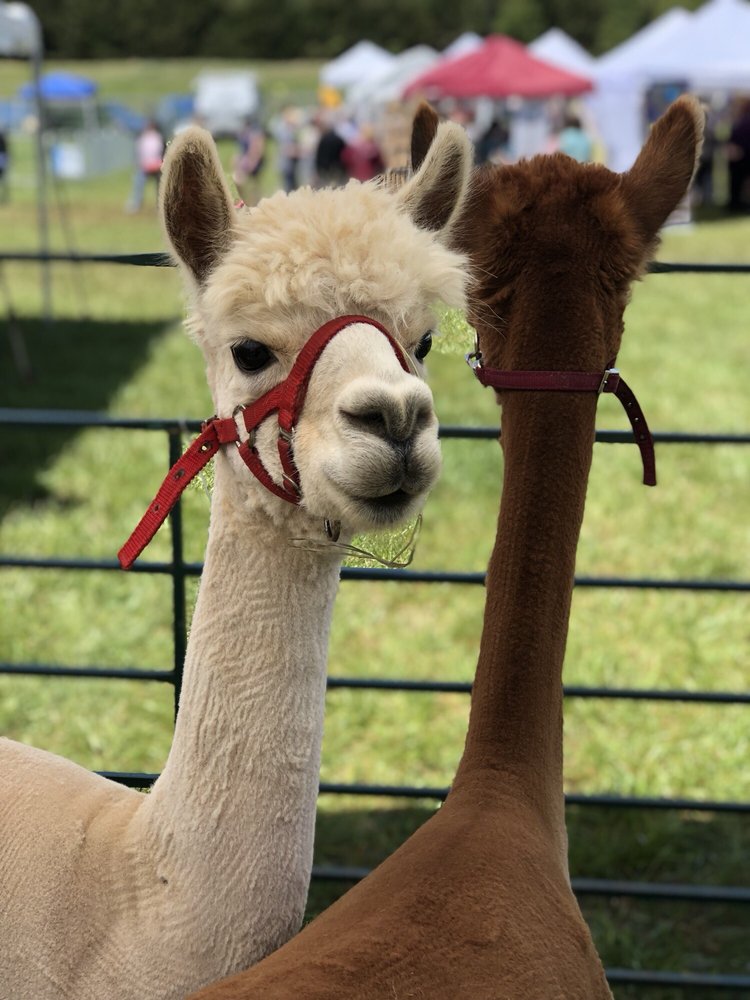 POWHATAN FESTIVAL OF FIBER Updated October 2024 10 Photos 3920