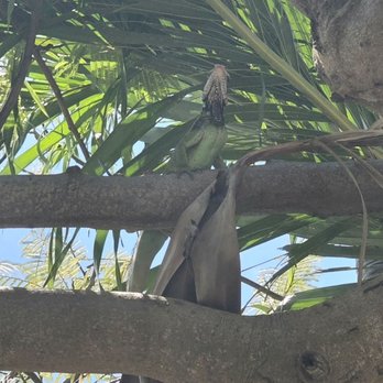 Government Hill - Can you spot the iguana in the Shak Shak tree? - Local Flavor Near Me Government Hill - Can you spot the iguana in the Shak Shak tree? - Local Flavor Near Me