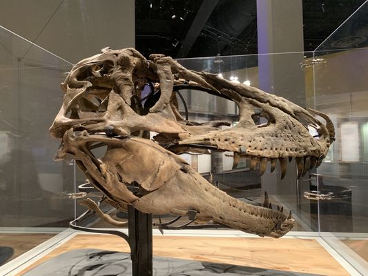 Royal Tyrrell Museum by null