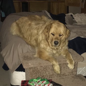 PetSmart - My beautiful Golden rescue, who is now living his dream! - Pet Training Near Me - Spanish Springs, Nevada