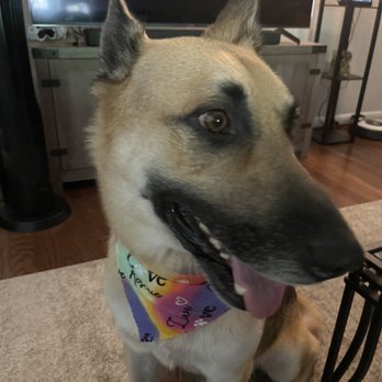 Bravado Dog Grooming - Pet Groomers Near Me - Austin, Texas