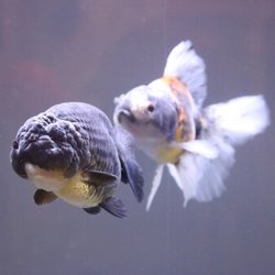 Proaquatic