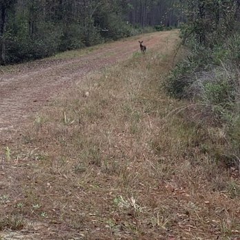 Cary State Forest - Friend on the trail - Parks Near Me - Bryceville, Florida