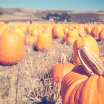 Bob's Vegetable Stand & Pumpkin Farm - Acres of pumpkins. - Pumpkin Patches Near Me - Half Moon Bay, California Bob's Vegetable Stand & Pumpkin Farm - Acres of pumpkins. - Pumpkin Patches Near Me - Half Moon Bay, California