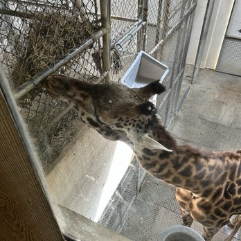 Virginia Zoo - Giraffe - Zoos Near Me - Norfolk, Virginia Virginia Zoo - Giraffe - Zoos Near Me - Norfolk, Virginia