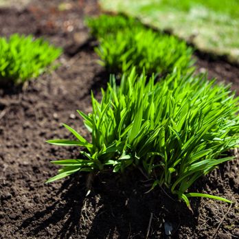 Progazon - Horticulture - Landscaping Near Me - Saint-Lambert, Quebec Progazon - Horticulture - Landscaping Near Me - Saint-Lambert, Quebec