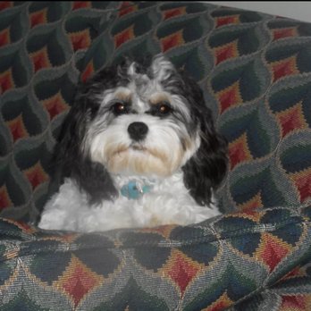 Paws For Applause - Pet Training Near Me