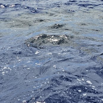 Kauai Sea Tours - Boating Near Me - Eleele, Hawaii