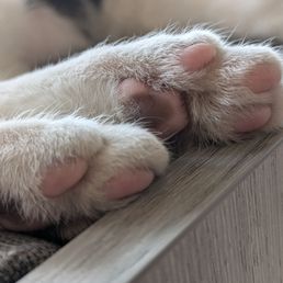 Beans